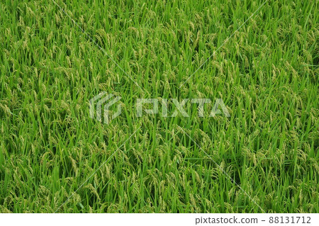 Agricultural image (rice farming) Agricultural image (rice farming) 88131712