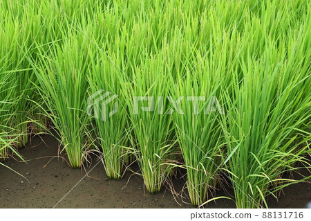 Agricultural image (rice farming) 88131716