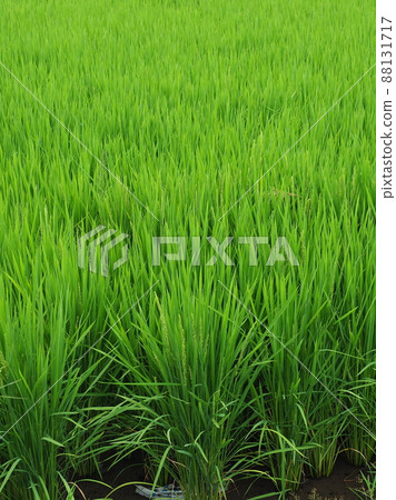 農業形象（水稻種植） 88131717