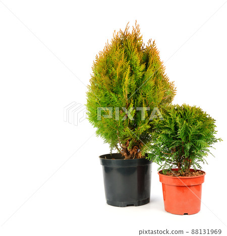 Pyramidal and globular thuja in a flower pot isolated on white. Free space for text. 88131969