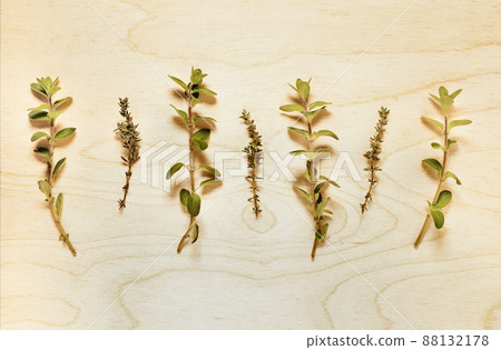 Fresh origanum and thyme studio shot 88132178