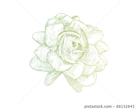 Jasmine double-flowered vector material drawn and colored in detail with line drawing 88132641