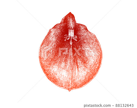 Vector material of American deigo flowers drawn and colored in detail with line drawing 88132643