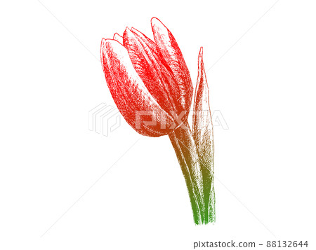 用線畫詳細繪製和著色的鬱金香花向量素材 88132644
