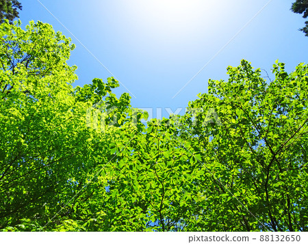 Trees and sky 88132650