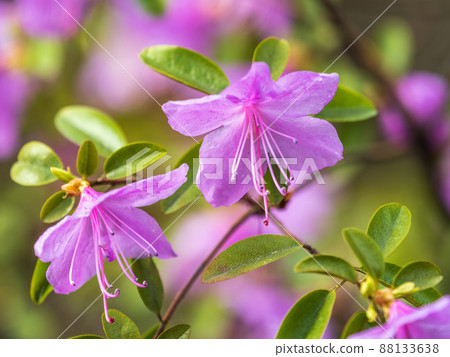 Pink flowers of Siberian rhododendron copy space. Rhododendron Ledebourii. Spring flowering of Altai rhododendron. 88133638