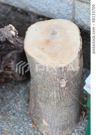 Thick logs used for camping Thick logs used for camping 88133700