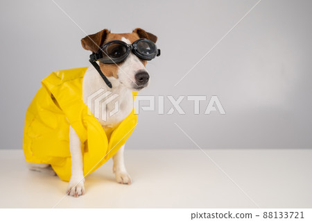 Portrait of jack russell terrier dog in life jacket and goggles for snorkeling on white background. Portrait of jack russell terrier dog in life jacket and goggles for snorkeling on white background. 88133721