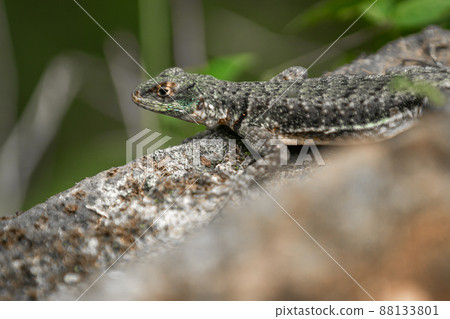 lizard on a tree in a nature park 88133801