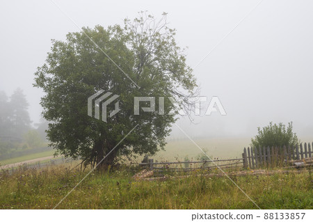 Misty morning in the countryside 88133857