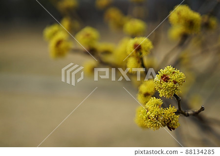 Spring in Taewonjeon Spring in Taewonjeon 88134285