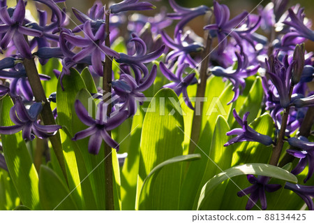 Fragrant purple hyacinths in the sun. Spring postcard 88134425