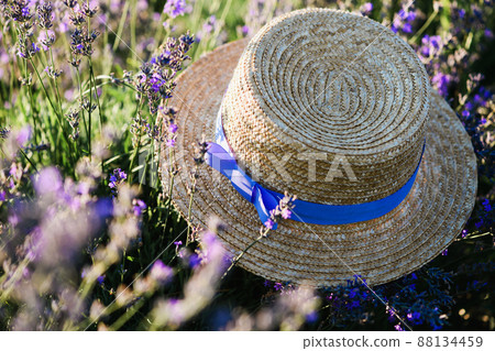 A straw hat with a purple ribbon on a lavender bush. A straw hat with a purple ribbon on a lavender bush. 88134459