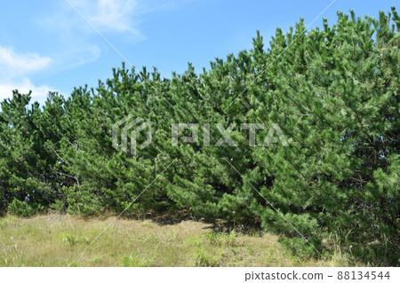 Pine forest Coastal sabo forest Shonai, Yamagata Prefecture 88134544