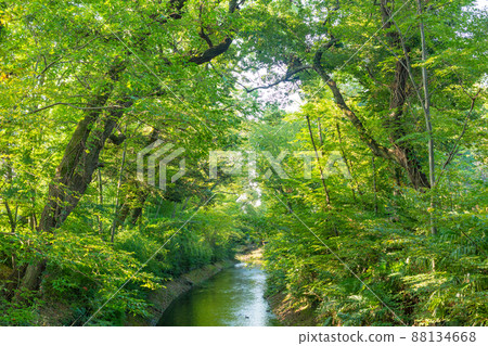 [Japan] Fussa City, Tamagawa Aqueduct surrounded by green trees 88134668
