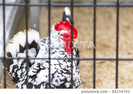 新潟雞（幼鳥） 88134702