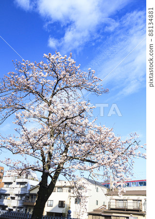 Ooka River (Spring), Yokohama City, Kanagawa Prefecture, a famous place for cherry blossoms Ooka River (Spring), Yokohama City, Kanagawa Prefecture, a famous place for cherry blossoms 88134881