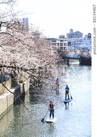 Ooka River (Spring), Yokohama City, Kanagawa Prefecture, a famous place for cherry blossoms 88134907