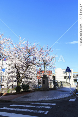 Ooka River (Spring), Yokohama City, Kanagawa Prefecture, a famous place for cherry blossoms Ooka River (Spring), Yokohama City, Kanagawa Prefecture, a famous place for cherry blossoms 88135037