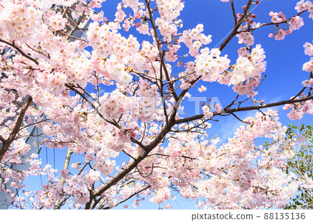 Ooka River (Spring), Yokohama City, Kanagawa Prefecture, a famous place for cherry blossoms 88135136