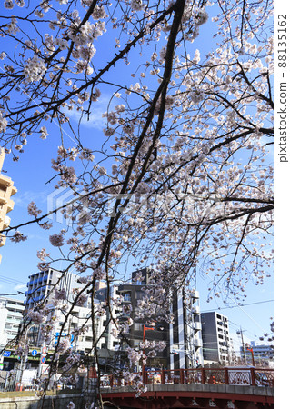 Ooka River (Spring), Yokohama City, Kanagawa Prefecture, a famous place for cherry blossoms 88135162