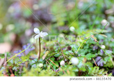 百草仁的花朵 88135470