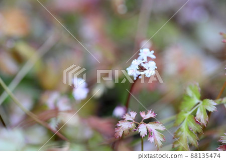 Seri bauren flowers Seri bauren flowers 88135474