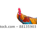 beautiful rooster isolated on white background 88135903