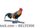 beautiful rooster isolated on white background 88135906