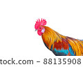 beautiful rooster isolated on white background 88135908