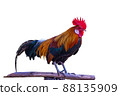 beautiful rooster isolated on white background 88135909