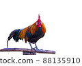 beautiful rooster isolated on white background 88135910