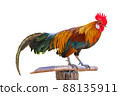 beautiful rooster isolated on white background 88135911