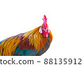 beautiful rooster isolated on white background 88135912