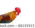 beautiful rooster isolated on white background 88135913