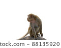 monkey sitting on a rock  isolate white background 88135920