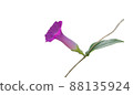 pink wild flowers isolated white background 88135924