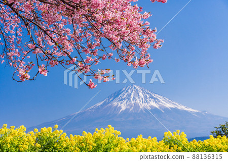 (Shizuoka Prefecture) Mt. Fuji over rape blossoms and early blooming cherry blossoms (Shizuoka Prefecture) Mt. Fuji over rape blossoms and early blooming cherry blossoms 88136315