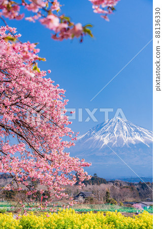 (靜岡縣)油菜花和櫻花盛開的富士山 (靜岡縣)油菜花和櫻花盛開的富士山 88136330