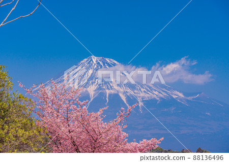 (Shizuoka Prefecture) Mt. Fuji over the early blooming cherry blossoms on the Kari-gané in Fuji City 88136496
