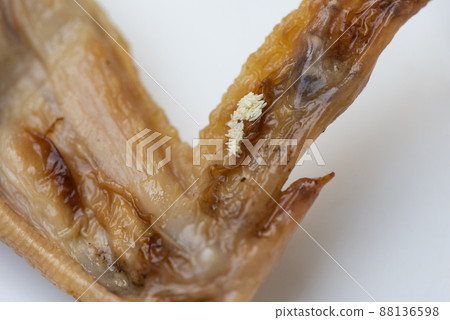Eggs fly on food dirty food not hygienic, Flies egg house fly - housefly spread germs concepts Eggs fly on food dirty food not hygienic, Flies egg house fly - housefly spread germs concepts 88136598