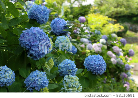 Hydrangea 88136691