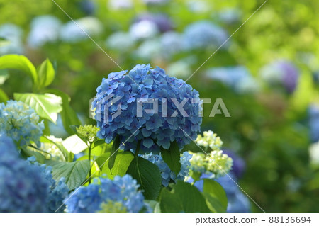 繡球 88136694