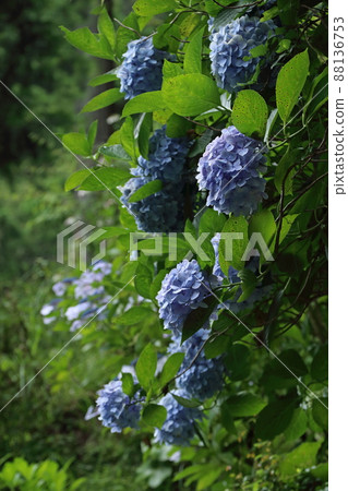 Hydrangea 88136753