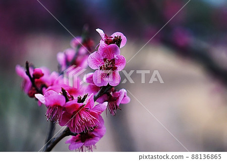 Hongmae Hongmae 88136865