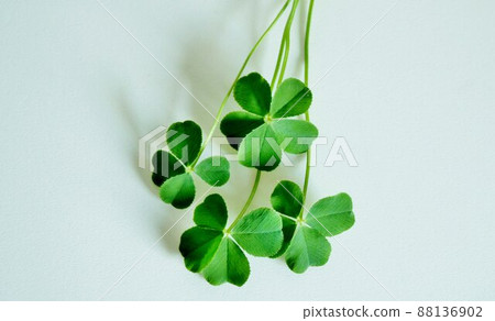 Four-leaf five-leaf clover background 88136902