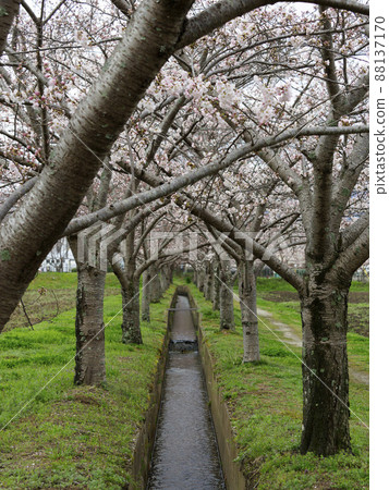 Cherry blossom trees at Fujiwara Palace ruins 88137170