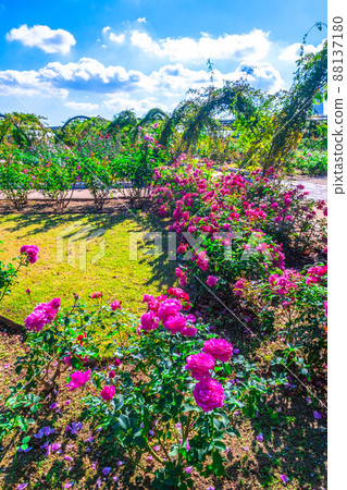 Expo Park Rose Garden 88137180