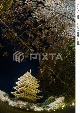 Night view of Toji, a World Heritage Site surrounded by cherry blossoms in full bloom Night view of Toji, a World Heritage Site surrounded by cherry blossoms in full bloom 88137564