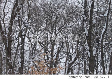 Snow in the forest Snow in the forest 88137701